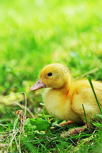 可爱的毛茸茸的复活节小鸭坐在草地上。
