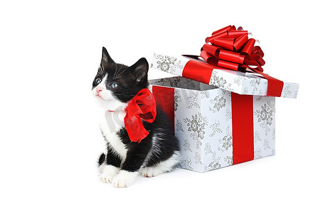 礼品盒盒摄影照片_礼品盒旁边的小可爱小猫