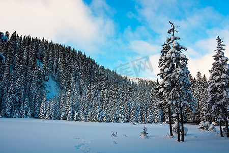 冷淡摄影照片_冬季森林在山区