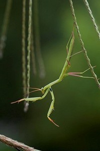 一只螳螂的艺术镜头