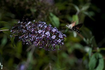 大树丛摄影照片_布丁树丛上的蜂鸟蛾