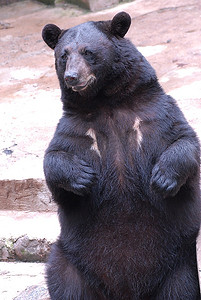 动物园里的黑熊。夏天到了。