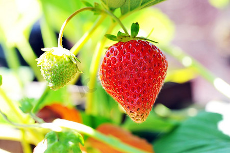 新鲜的草莓水果摄影照片_乡村花园里的红草莓