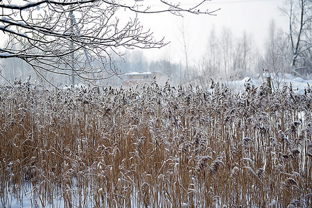冰冻池塘上干燥蓬松的芦苇。冬季景观
