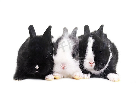 可爱兔子摄影照片_白色背景上的三只漂亮的小兔子