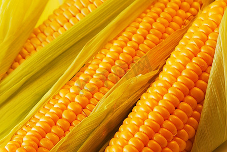 吃玉米摄影照片_新鲜收获的玉米，特写。