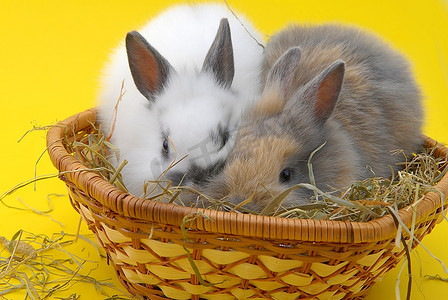 黄色背景下隔离的小白兔