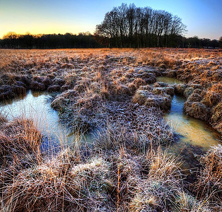 田野上的冬季风景，草地上结着霜，地平线上的沼泽上结满了树木