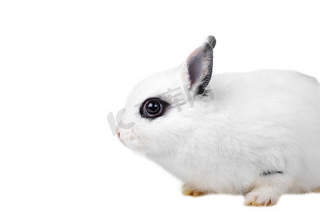 白色背景上的小白兔