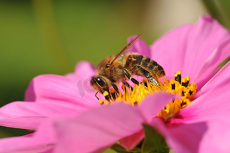 蜜蜂从花朵中采蜜