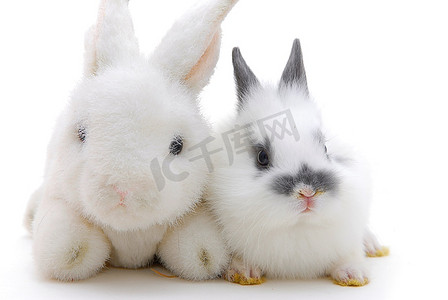玩具小兔子摄影照片_白色背景下孤立的小兔子和玩具