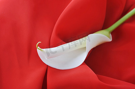 白色飘逸的窗帘摄影照片_红色飘逸的布料和白色的马蹄莲