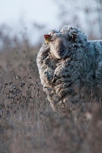 剪羊毛农民摄影照片_田野里的一只羊