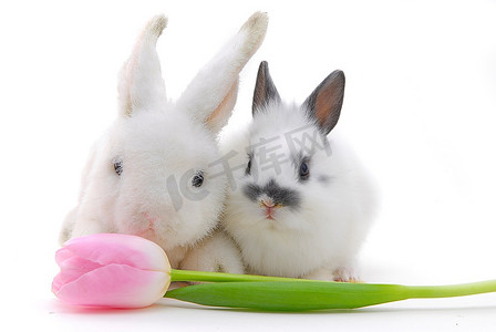 白色背景下孤立的小兔子和玩具