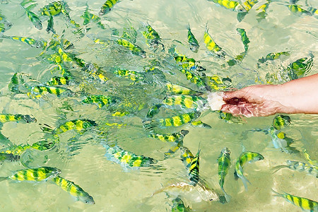 可爱的热带鱼摄影照片_在水中喂食热带鱼