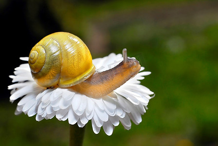 白花上的小蜗牛