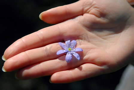 女人身上的蓝花&锐利；S的手