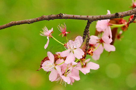 樱花主题宣传册摄影照片_浅景深的樱花春开