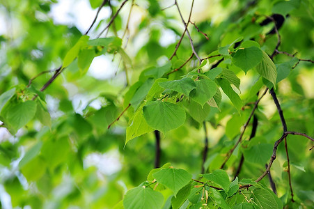 春背景摄影照片_盛春的落叶乔木。绿叶