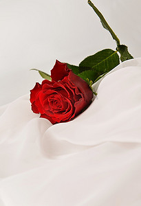 白色丝绸上的红玫瑰孤立