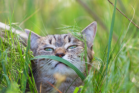 安息摄影照片_草丛中的猫