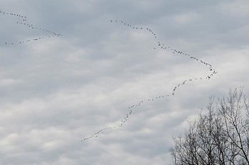 群鸟摄影照片_一群鸟在阴天飞行