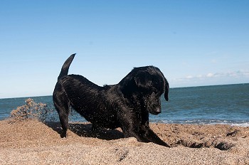 一只黑色的猎犬在海滩上挖掘