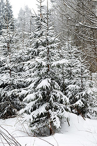 绿山水摄影照片_被冬雪覆盖的常绿树木。