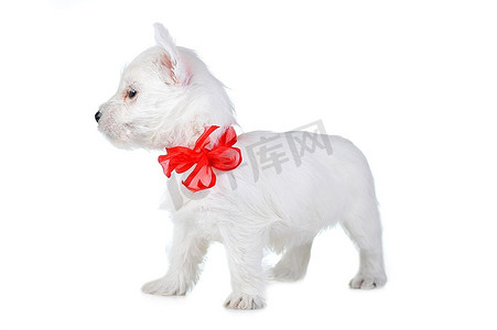 丝带小摄影照片_可爱的白色小狗，红色丝带隔离特写
