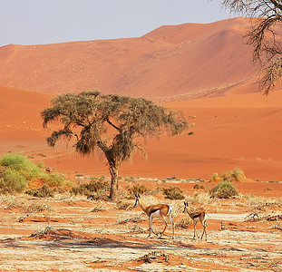 沙漠里的动物和植物图片