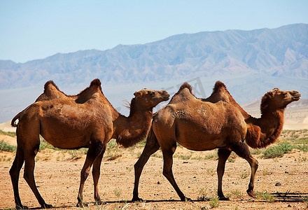 古墓遗址上的骆驼