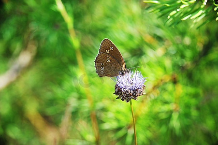 23911摄影照片_以花为食的美丽蝴蝶