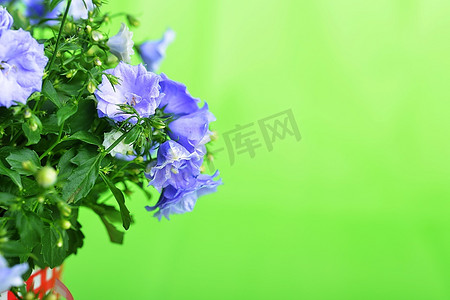 盆栽鲜花摄影照片_绿色背景上的蓝色风铃花