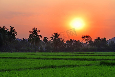 印度，田野里的夕阳
