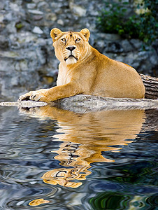水上母狮