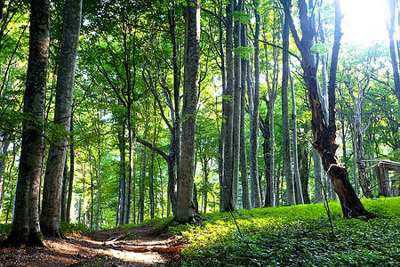 山水太阳摄影照片_绿色森林