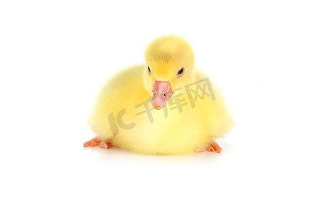 可爱小鸭子摄影照片_一只黄色的毛茸茸的小鸭子独自坐着