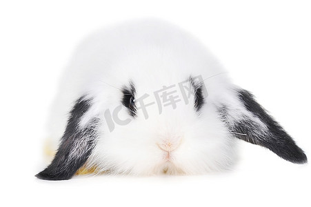 白色背景上美丽的小兔子手兔子