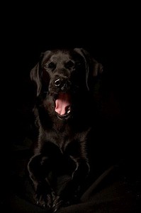 画室背景摄影照片_画室里的一只狗的肖像，孤立在黑色背景上