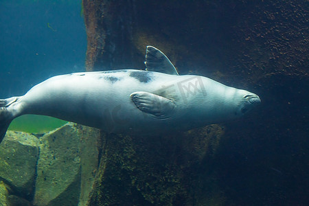 海狮白鲸鸟类