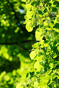 菩提树摄影照片_美丽的叶子菩提树特写镜头在晴天