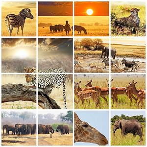 纳米比亚埃托沙的非洲狩猎之旅