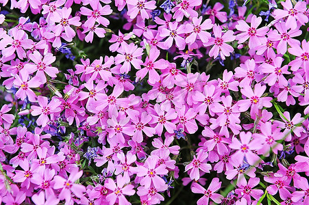 鲜花紫色摄影照片_紫色福禄考属。小花在春末夏初盛开。