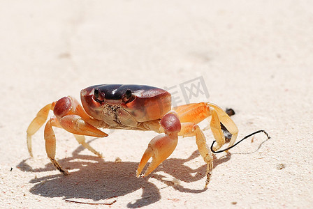 螃蟹和螃蟹篓子摄影照片_多米尼加共和国加勒比海海滩上的螃蟹