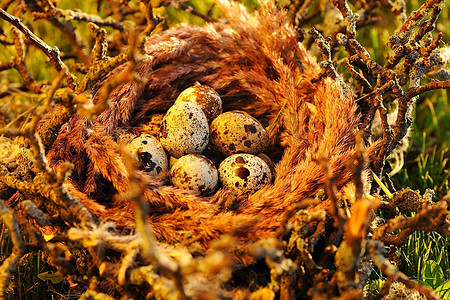 鸟巢摄影照片_草里有蛋的鸟巢