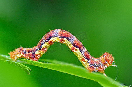 欧式蝴蝶花边摄影照片_五颜六色的毛毛虫在自然背景