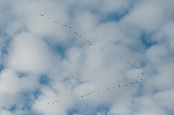 群鸟摄影照片_一群鸟在阴天飞翔