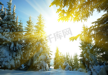 冬天阳光摄影照片_冬季森林