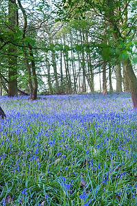 自然花木摄影照片_美丽的新鲜的五颜六色的春天蓝铃花木图象