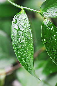 绿色水滴树叶摄影照片_带水滴的亮绿叶